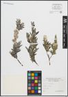 Foto von Salix repens L.